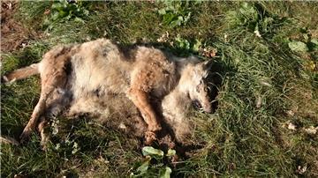 Die Wölfin wurde im September in Köhlen erschossen aufgefunden.