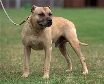 Die Zahl der Kampfhunde in Bremerhaven nimmt zu.
