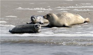 Die Zahl der Kegelrobben im Wattenmeer ist weiter gewachsen. Zu Beginn des 20. Jahrhunderts waren die Tiere dort fast vollständig ausgerottet.