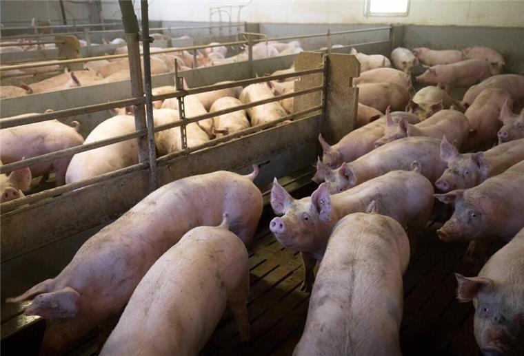 Schweine im Mastbetrieb von Jörn Ehlers in einem Stall mit Vollspaltenboden.