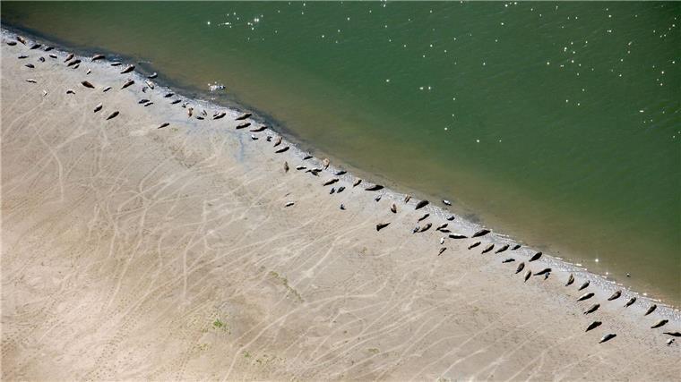 Die Zahl der Seehunde im niedersächsischen Wattenmeer bleibt stabil. (Archivfoto)
