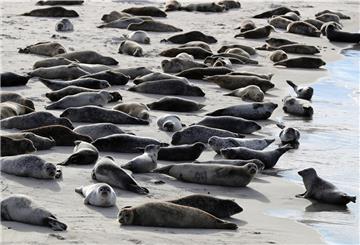 Seehundherde am Strand