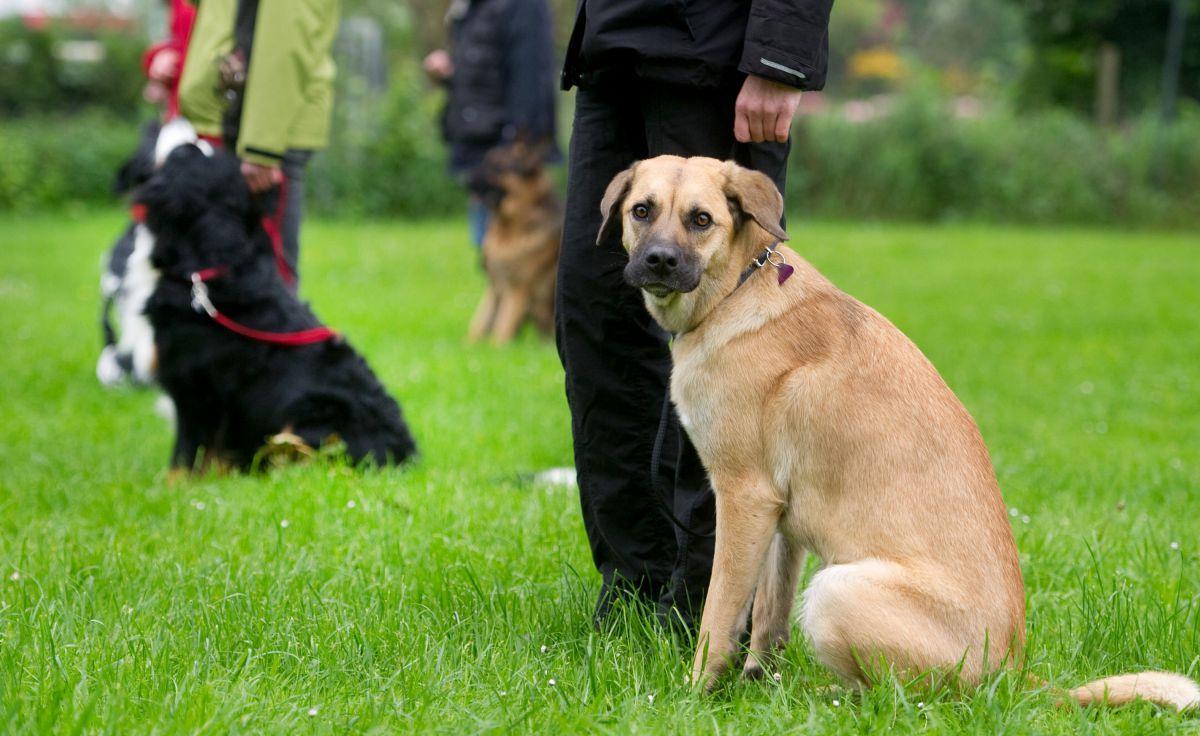 Die Zahl der Verstöße von Hundehaltern ist in Bremen gestiegen.
