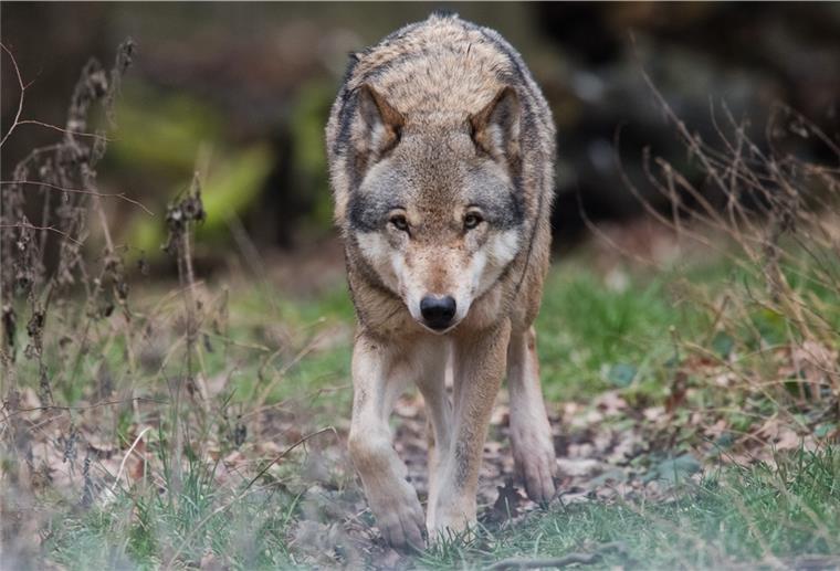 Wolfs-App: So könnt ihr Sichtungen direkt melden Die Zahl der Wölfe steigt. Hinweise und Spuren auf die umstrittenen Tiere, können über eine „Wolfs-App“ gemeldet werden.