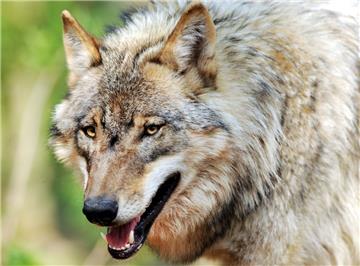 Die Zahl der Wolfsattacken in Niedersachsen hat zugenommen.