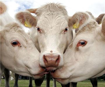 Die Zahl des Tages für den Landkreis Cuxhaven kommt aus der Landwirtschaft: Es geht um Milchkühe. Sie liefern überraschende Zahlen. Symbolfoto:  Rumpenhorst/dpa