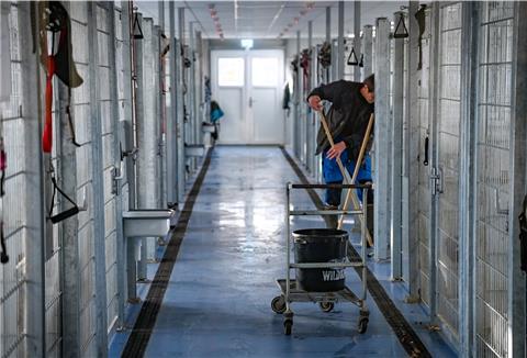 Die Zeiten, in denen zahlreiche Hunde im Tierheim Bremerhaven auf neue Besitzer warteten, ist derzeit vorbei.