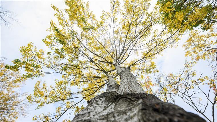Die Zitterpappel steht für Widerstandskraft, Artenvielfalt sowie Erneuerung.