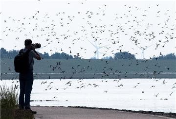 Fotograf am Strand mit vielen Vögeln
