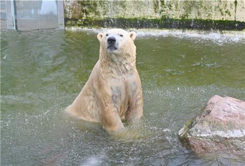 Die Zukunft von Eisbär Vitus im Tierpark Neumünster ist unklar.