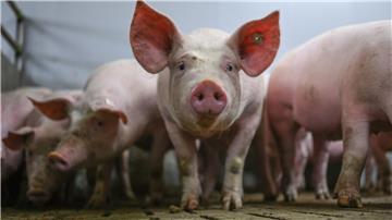 Die zukunftssichere Ausrichtung der Schweinehaltung war Thema bei der Mitgliederversammlung der Interessengemeinschaft der Schweinehalter Deutschlands (ISN) in Osnabrück. (Archivfoto)