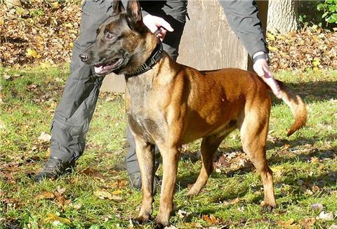 Ein Mann hält Polizeihund Ivo am Halsband fest und streichelt ihn.