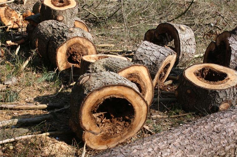 Kahlschlag in Elsdorf bei Zeven sorgt für großen Unmut Diese Bäume sind innen hohl und stellen eine Gefahr für Mensch und Tierwelt dar.