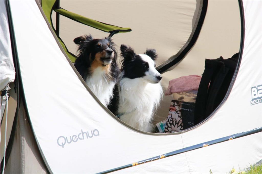 Diese beiden Hunde sahen sich das Ganze vom schattigen Zelt aus an. Foto: Baur