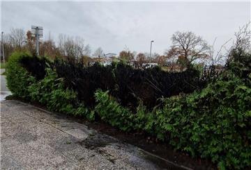 Diese Hecke brannte am Mittwoch auf einigen Metern.