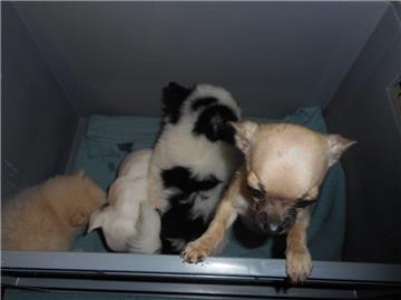 Diese Hundwelpen hätten illegal verkauft werden sollen und wurden von der Polizei beschlagnahmt. 