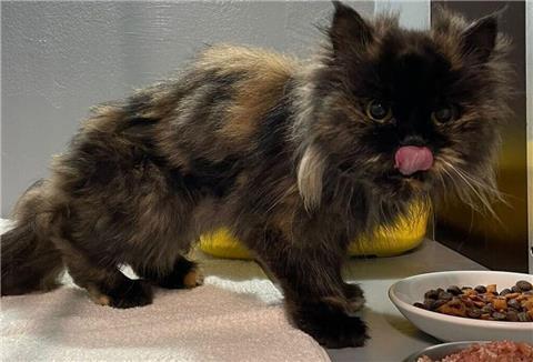 Diese Katze hat überlebt - und hat dafür eine aus menschlicher Sicht grausame Entscheidung getroffen.