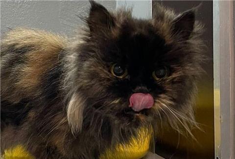 Diese Katze hat überlebt, weil sie sich von ihrem toten Besitzer ernährte.