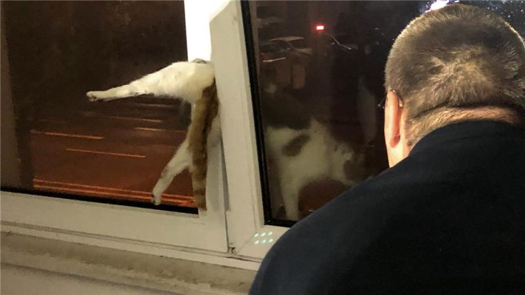 Diese Katze wird von der Feuerwehr in Bremerhaven-Geestemünde aus einer misslichen Lage befreit.