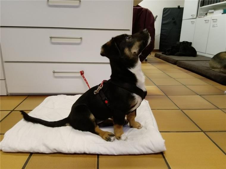 Diese kleine, etwa vier bis fünf Monate alte Hündin sucht ihren Besitzer. Sie ist in der Tierarztpraxis in Tarmstedt abgegeben worden.