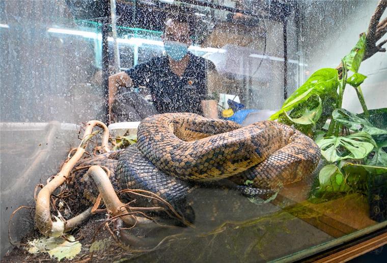 Diese Orte im Klimahaus bekommt der Besucher normalerweise nicht zu sehen. So auch diese Jamaika-Schlankboas, die Mirko Grüger im Terrarium zeigt.