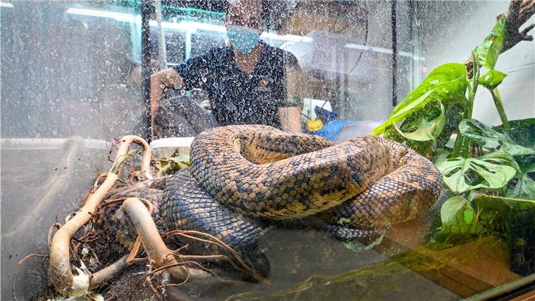 Diese Orte im Klimahaus bekommt der Besucher normalerweise nicht zu sehen. So auch diese Jamaika-Schlankboas, die Mirko Grüger im Terrarium zeigt.
