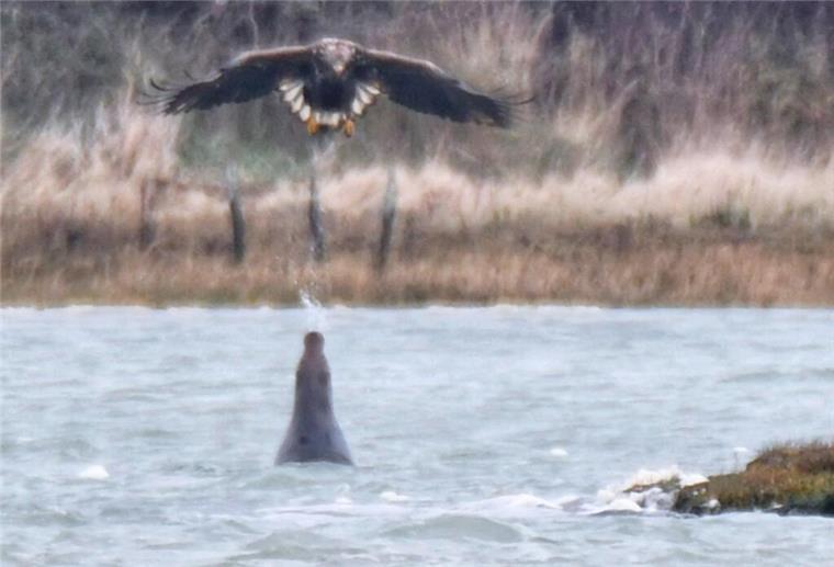 Robbe spuckt auf Adler