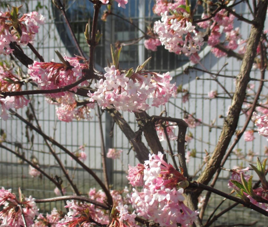Diese rosaroten Schneebälle zeigen es an: im Leher Stadtpark ist der Frühling au...