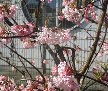 Diese rosaroten Schneebälle zeigen es an: im Leher Stadtpark ist der Frühling au...