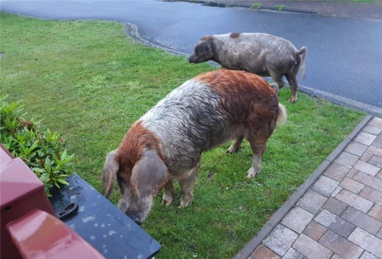 Polizeieinsatz in Einswarden: saumäßig auf der Flucht Diese zwei Schweine haben am Donnerstagmorgen für Trubel in Einswarden gesorgt.