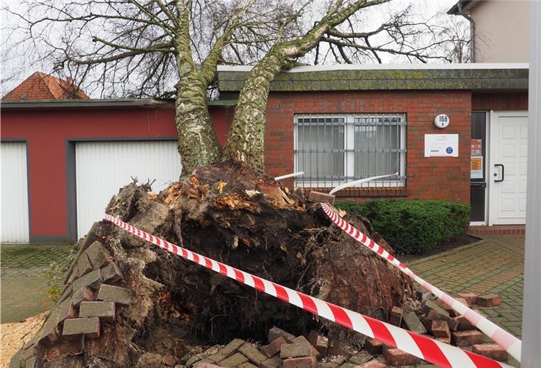 Diesen Baum an der Walther-Rathenau-Straße riss das Sturmtief samt Wurzeln um. 