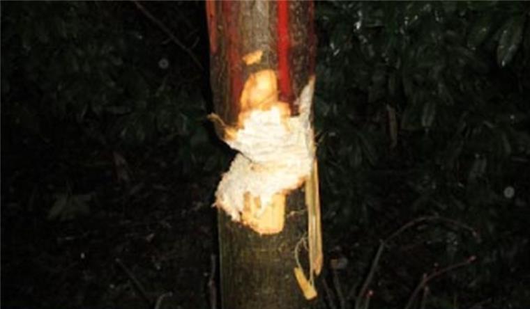 Leherheide: Unbekannte wollen Baum fällen Diesen Baum wollten Unbekannte in Bremerhaven-Leherheide fällen.