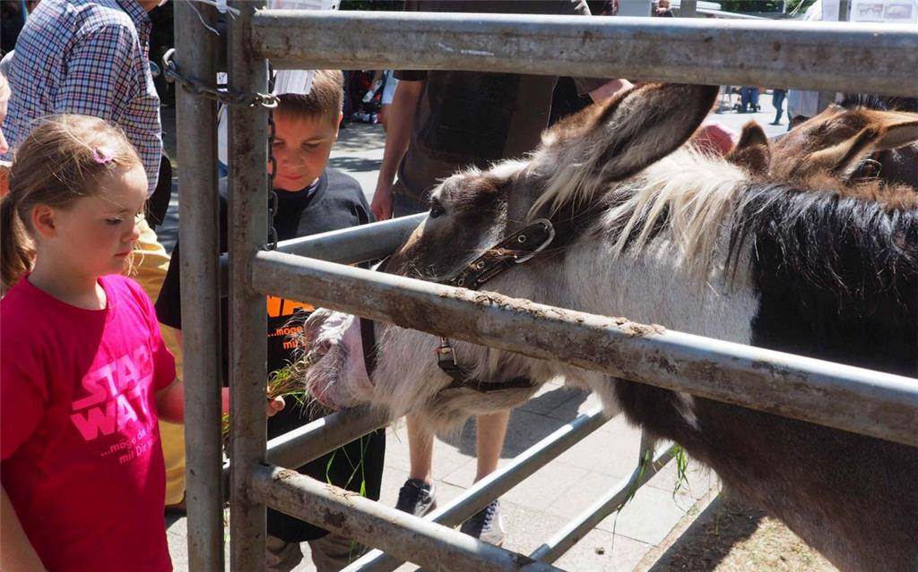 Dieser Esel war besonders bei den Kindern sehr beliebt. Foto Stehn