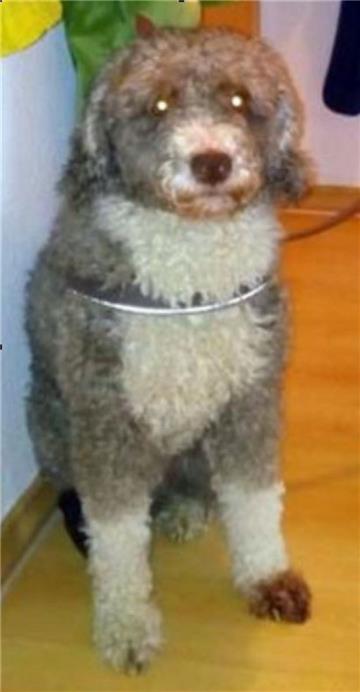 Dieser Hund wurde von seinem Herrchen jahrelang erfolgreich als Schaf ausgewiesen.