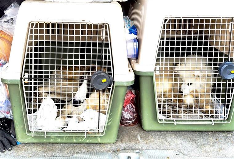 Dieser Hundetransport wurde vom Zoll angehalten