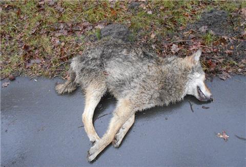 Dieser junge Wolfsrüde wurde am Mittwochmorgen bei Stemmen im Landkreis Rotenburg angefahren. 