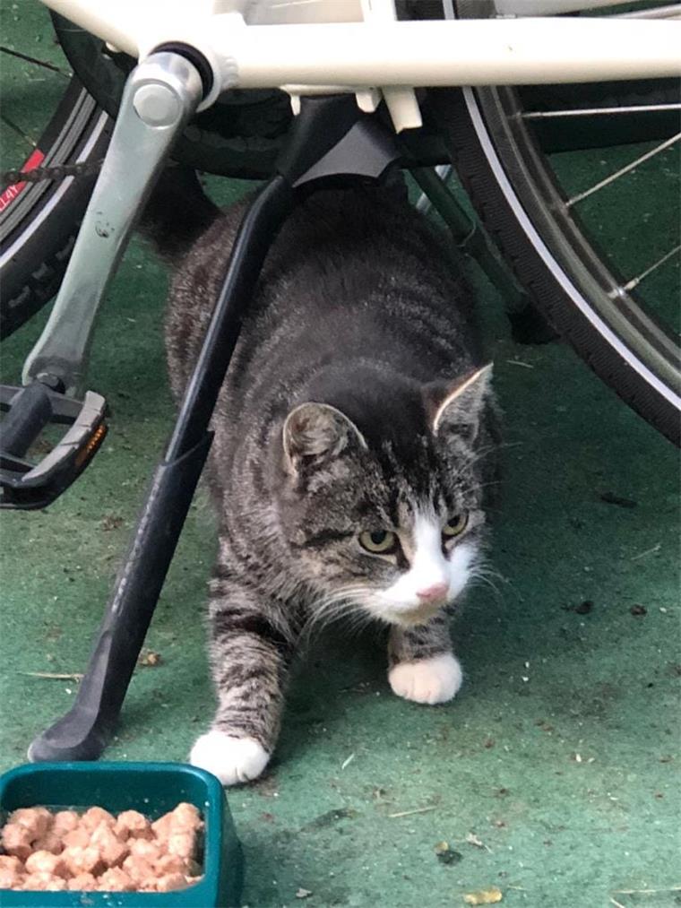 Wesermarsch: Herrenloser Kater in Tossens gefunden Dieser Kater ist in Tossens gefunden worden.