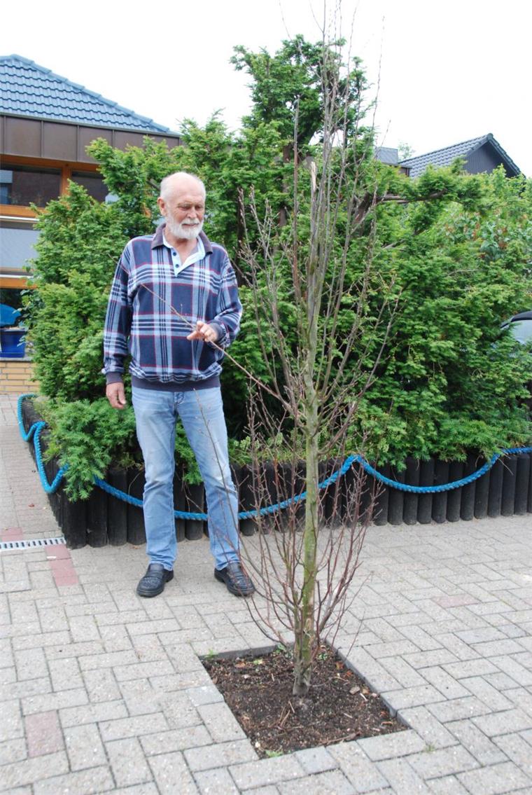 Dieser kleine Baum, den Günter Baumgarten vor zwei Jahren gepflanzt hat, sorgt für einen Zwist unter Nachbarn.