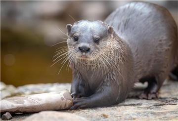 Ein Otter wird in seinem Gehege gefüttert. 
