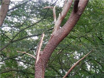 Dieser Nadelbaum ist abgebrochen, kurz nachdem ein Baumfachmann der Stadt Zeven vor Ort eine Kontrolle vorgenommen hatte. Er wäre wohl auf den nahen Fußweg gestürzt, hätte nicht ein anderer Baum im Weg gestanden.