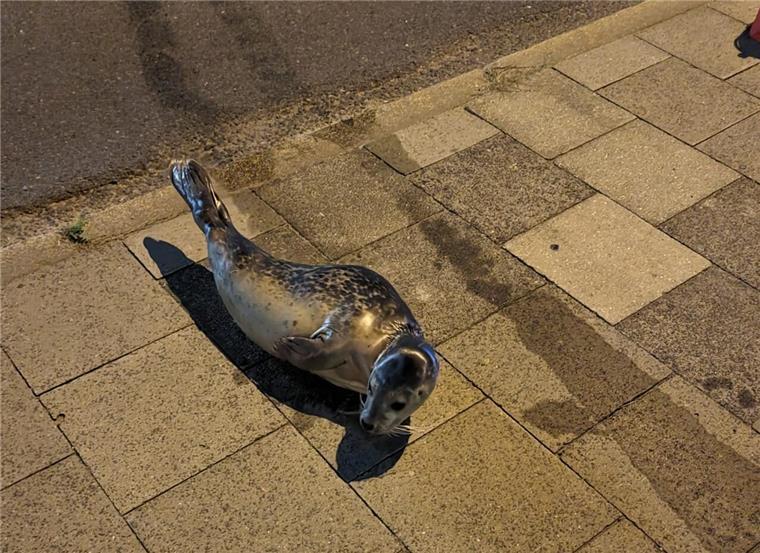 Dieser niedliche Seehund hatte wohl keine Lust mehr auf den Kaiserhafen.