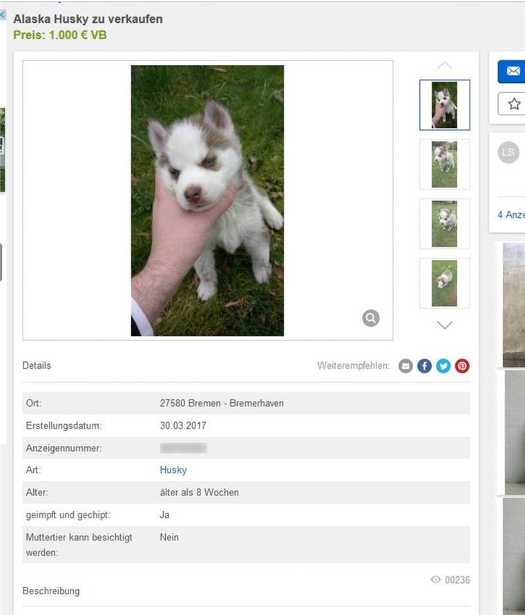 Dieser niedliche Welpe sollte im Internet verkauft werden.