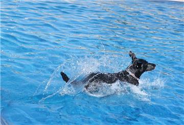 Hund im Swimming pool