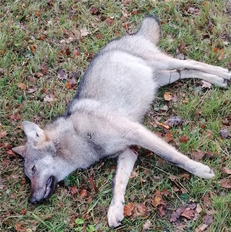 Toter Wolf im Landkreis Rotenburg entdeckt Dieser tote Wolf wurde bei Stemmen im Landkreis Rotenburg gefunden.