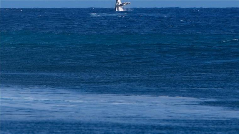 Dieser Wal lenkte die Aufmerksamkeit beim olympischen Surf-Finale für einen Moment auf sich.
