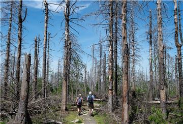 Dieser Wald im Harz ist durch Borkenkäferbefall abgestorben (Aufnahme aus 2019).