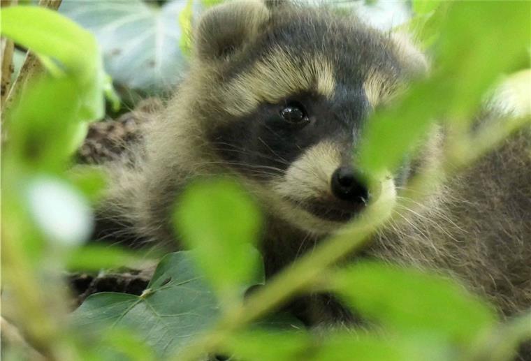 Polizei rettet Waschbär-Baby - Spaziergängerin hört wimmernde Laute Dieser Waschbärbaby ist in Franfurt von einer Fußgänger entdeckt und von der Polizei gerettet worden.