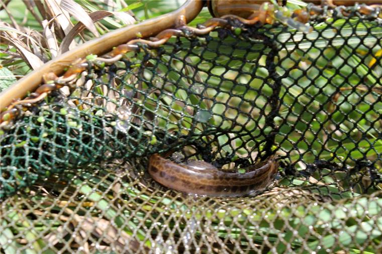 Biologen stellen fest: Fast nur kleine Fische in der Twiste Dieser zehn Zentimeter lange Steinbeißer (Dorngrundel) ging den Biologen in der Twiste ins Netz.