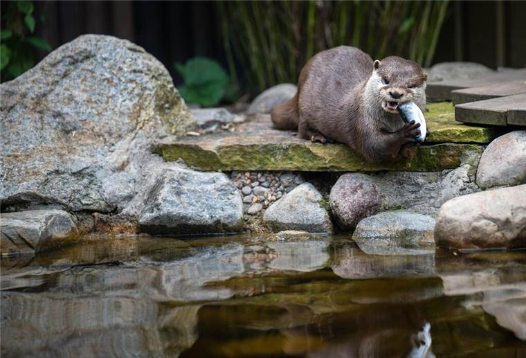 Neue süße Bewohner in der Bremer „Botanika“ (mit Bildergalerie) Ein Otter wird in seinem Gehege gefüttert.