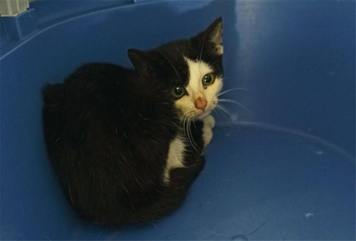 Dieses ängstliche und verwirrte Kätzchen wurde ins Tierheim Cuxhaven gebracht.